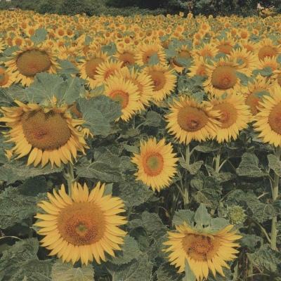 北单足球比赛结果sp值截图